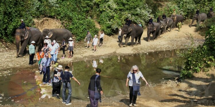 One of three elephant camps in Bago’s Pyay District is Paw Lan Gyi, where tamed elephants are kept in the wild. / Kaung Myat Min / The Irrawaddy