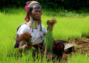 An ethnic Kayan woman on her farm in Demoso Township, Kayah State on June 2017. / The Irrawaddy