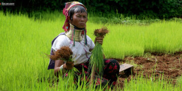 An ethnic Kayan woman on her farm in Demoso Township, Kayah State on June 2017. / The Irrawaddy