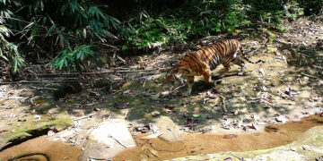 A wild tiger is seen in the upper Chindwin River area in 2016 in a photo captured by a camera trap placed by WCS. / Photo supplied by Wildlife Conservation Society-Myanmar