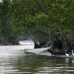 Crocodiles on Irrawaddy Delta Island