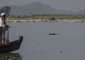 Local fishermen on a boat prepare to catch fish with the help of Irrawaddy dolphin. / The Irrawaddy