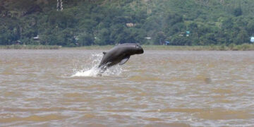 An Irrawaddy Dolphin in the Irrawaddy River in upper Myanmar. / WCS