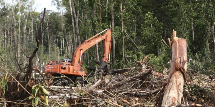 A damaged forest in Indonesia’s Aceh Province / Roni Bintang / Reuters