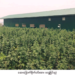A cannabis plantation in Mandalay Division’s Myotha Industrial Park that was raided by Home Affairs Ministry officials. / CCDAC