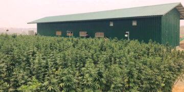 CAPTION: A cannabis plantation in Mandalay Division’s Myotha Industrial Park that was raided by Home Affairs Ministry officials. / CCDAC