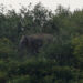 A wild elephant is seen in Irrawaddy Division. / Reuters