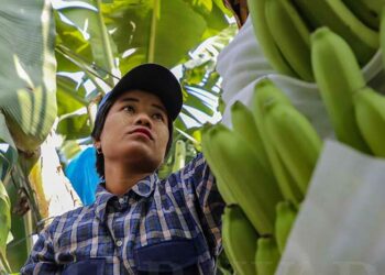A female worker in Waingmaw Township, Kachin State, prepares bananas before they are cut and boxed for transport to China / Zaw Zaw / The Irrawaddy