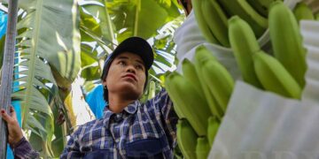 A female worker in Waingmaw Township, Kachin State, prepares bananas before they are cut and boxed for transport to China / Zaw Zaw / The Irrawaddy