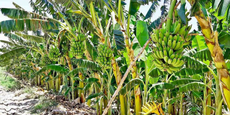 A banana plantation in Myanmar. / GNLM