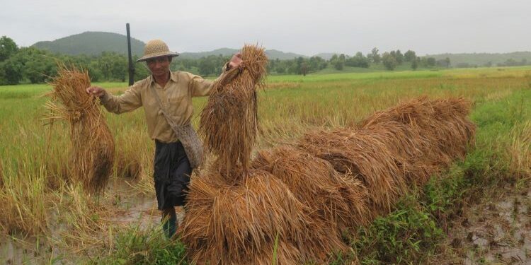 A farmer in Ayeyarwady Region. / The Irrawaddy