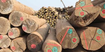 Myanmar’s military regime will auction over 12,000 tons of timber.