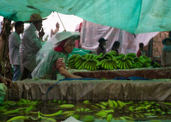 Workers soak bananas in a chemical solution on a tissue-culture banana plantation in Kachin State. / Hkun Li