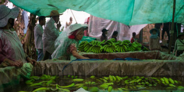 Workers soak bananas in a chemical solution on a tissue-culture banana plantation in Kachin State. / Hkun Li