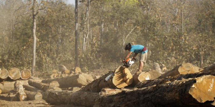 Timber logging threatens Burma’s forest areas. / Reuters