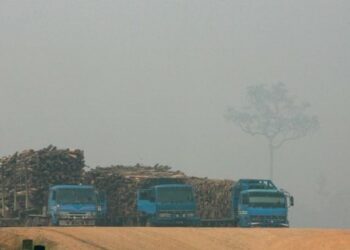 Pressure Grows on Jakarta to Tackle Indigenous Rights Abuses