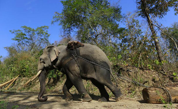 Seizure of Large Quantities of Illegal Timber Continues