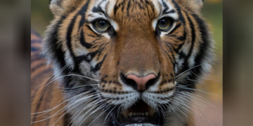 Nadia, a 4-year-old female Malayan tiger at the Bronx Zoo, has tested positive for COVID-19. / Reuters