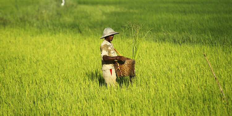 Myanmar rice farmers and dealers are suffering the consequences of declining demand from China. / Reuters