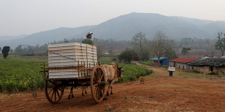 A farmer drives a bulllock-cart in Lashio District, northern Shan State, in April 2018. / Reuters