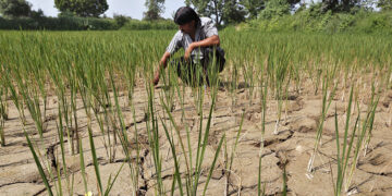 A farmer removes dried plants from his parched paddy field in Western India, September 9 2015 / Reuters.