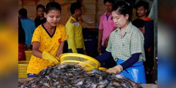 Myanmar migrant workers sort shrimp at a wholesale market for shrimp and other seafood in Mahachai, in Samut Sakhon province, Thailand. / REUTERS