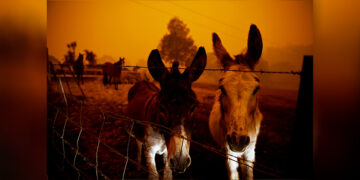 Farm animals are seen on a property in Cobargo, Australia as bushfires rage nearby on Jan. 5, 2020. / REUTERS