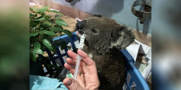 A burnt koala named Anwen, rescued from the Lake Innes Nature Reserve, receives formula at the Port Macquarie Koala Hospital ICU in Port Macquarie, Australia on Nov. 7, 2019. / REUTERS
