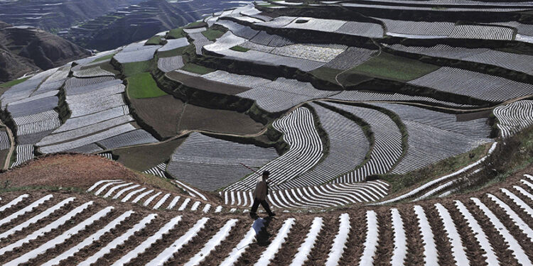 A farmer walks past a terrace of the crop dang shen, used in herbal medicine, protected by plastic film in China’s Gansu province. The rows of white plastic film, known as ‘plastic mulch’, are commonly used to protect the roots of crops, keeping them warm and moist and protecting them from pests. / REUTERS