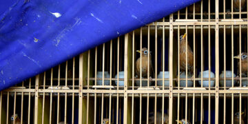 Seized wild birds are seen inside a cage at a news conference by police officers following a bust on illegal wildlife trade in Kunming, Yunnan province, China on July 9, 2018. / REUTERS