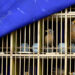 Seized wild birds are seen inside a cage at a news conference by police officers following a bust on illegal wildlife trade in Kunming, Yunnan province, China on July 9, 2018. / REUTERS
