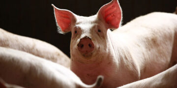 Pigs are seen in a piggery at a village near Warsaw. Russia suspended imports of Polish pigs in February, citing concerns African swine fever among wild boars in Poland could spread to farmed pigs. / Reuters