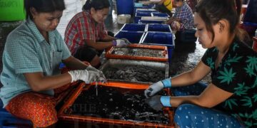 Migrants’ Hopes and Fears in Little Burma