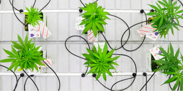 Small marijuana plants grow in a lab at the new Commercial Cannabis Production Program in Ontario, Canada on October 9, 2018. / Reuters