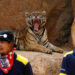 Big Cats Removed From Thailand’s Infamous Tiger Temple