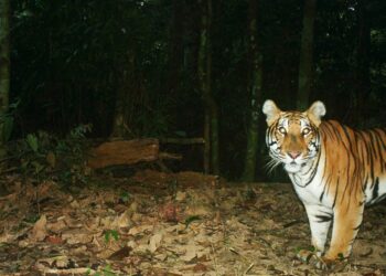 A tiger is caught on a camera trap in Sagaing Region’s Tamanthi Wildlife Reserve. / WCS-Myanmar