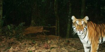A tiger is caught on a camera trap in Sagaing Region’s Tamanthi Wildlife Reserve. / WCS-Myanmar