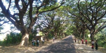 Trees line the Magwe to Kyaukpadaung section of the Rangoon-Mandalay highway. / Ko Kyaw Ko Shein / Facebook