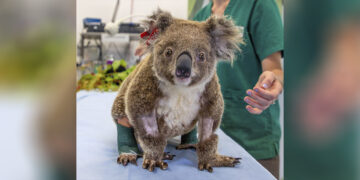 Supplied photo shows a koala bear injured by bushfires in Australia's New South Wales state receiving treatment at the Currumbin Wildlife Hospital in January, 2020. / KYODO