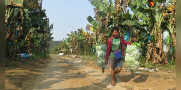 A banana plantation in Kachin State. / Nan Lwin / The Irrawaddy