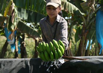A local worker at a banana plantation in Bhamo Township, Kachin State on March 5, 2019. / Myitkyina Journal