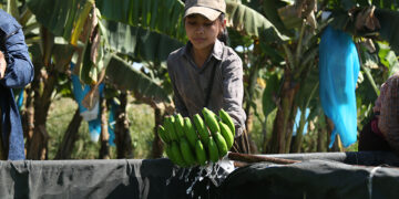 A local worker at a banana plantation in Bhamo Township, Kachin State on March 5, 2019. / Myitkyina Journal