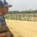 A border police officer stands guard near Taungpyo Let Wei town along the border with Bangladesh, where thousands of displaced Rohingya are camped, in northern Rakhine State on Saturday. / Moe Myint / The Irrawaddy