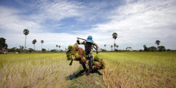 A farmer carries rice seedlings at a paddy field on the outskirts of Phnom Penh, July 11, 2013.  / Reuters