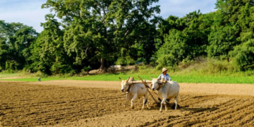 A farmer plows a field with two cattle in Sagaing Region. / LightRocket / Getty / Kyodo