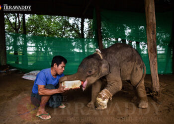 A staff member at Wingabaw Camp in Bago Region bottle-feeds milk to Ayeyar Sein, an orphaned elephant calf. / Aung Kyaw Htet / The Irrawaddy