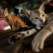 A Cat Safe Haven on the Outskirts of Rangoon