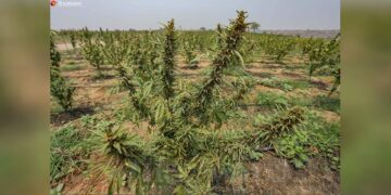 A hemp plantation in Nganzun Township, Mandalay Region. / Zaw Zaw / The Irrawaddy