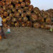 Burma Bans Lucrative Logging in Bid to Preserve Forests