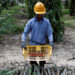 A worker collects palm oil fruits at a plantation in Bahau, Negeri Sembilan, Malaysia January 30, 2019. / Reuters